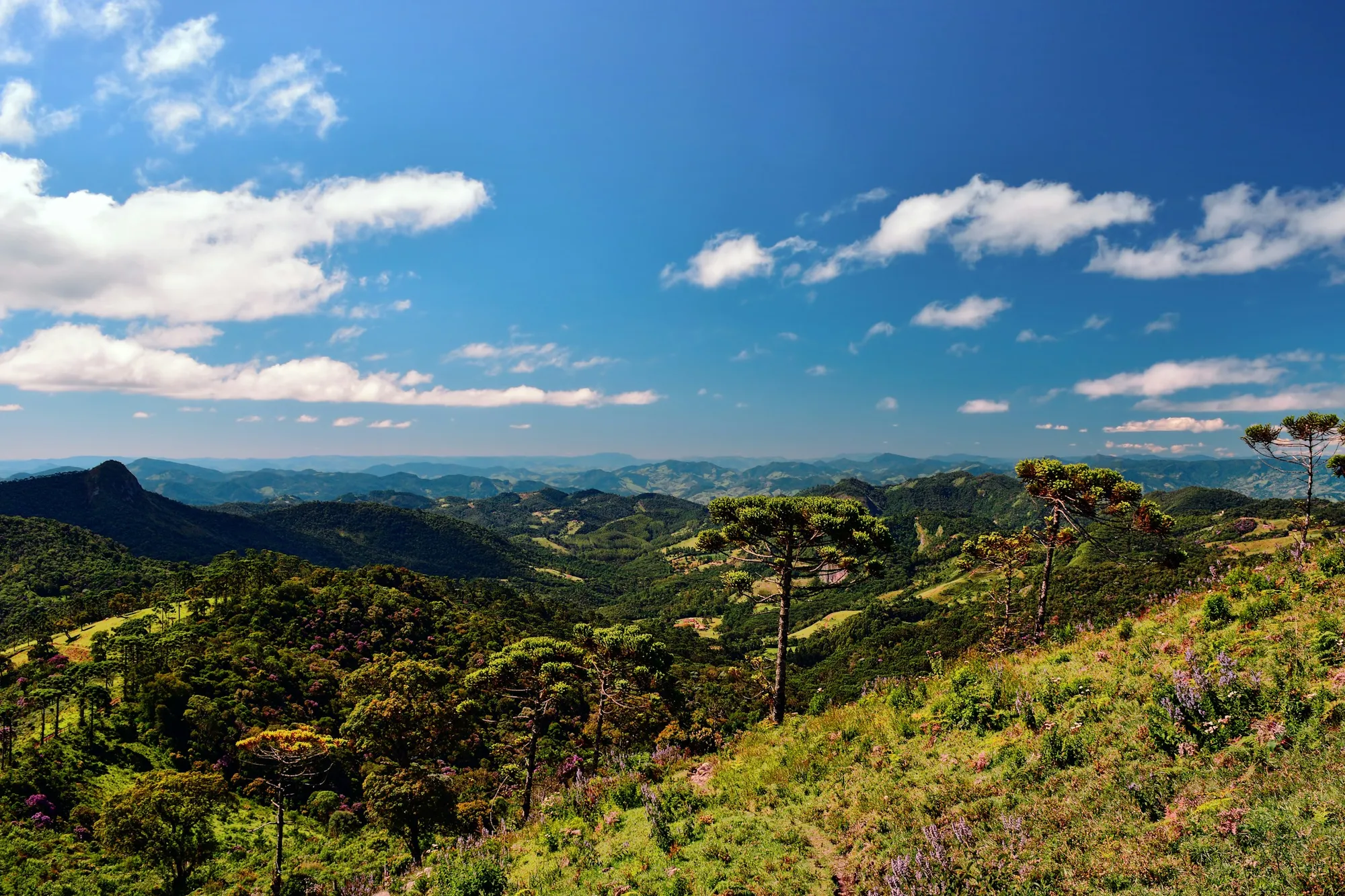 Araucárias na encosta da Serra da Mantiqueira, com o vale ao fundo.